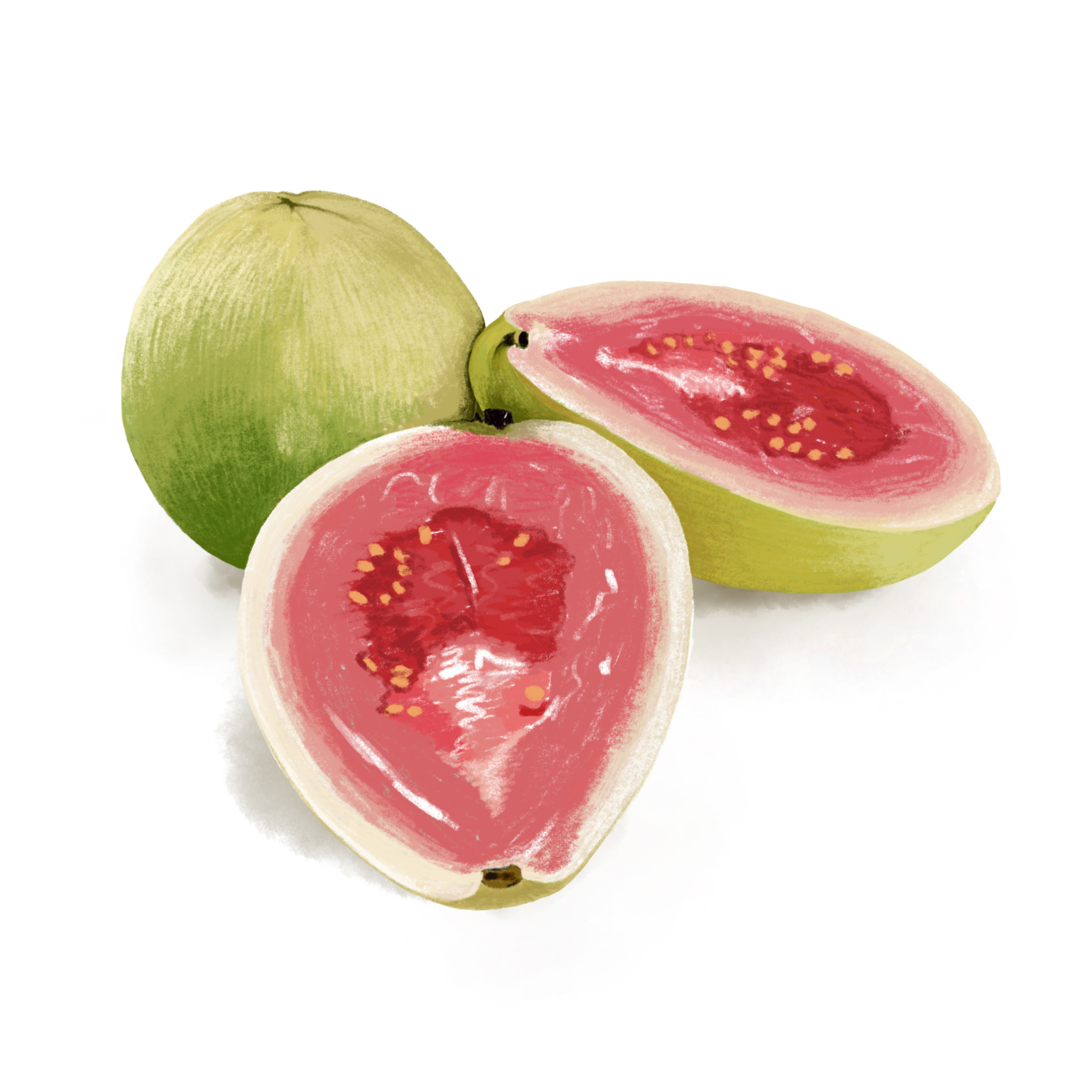 Food illustration of fresh cut guavas by Javi Sola